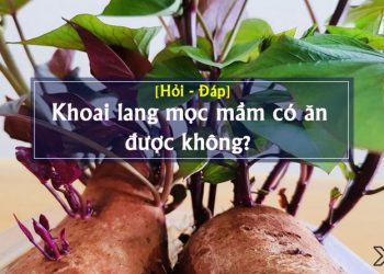 khoai lang mọc mầm có ăn được không