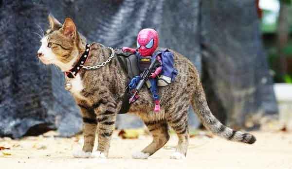 Ảnh chiến mã mèo cùng người nhện