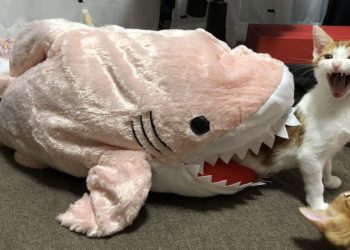 Hình ảnh mèo bựa hài hước