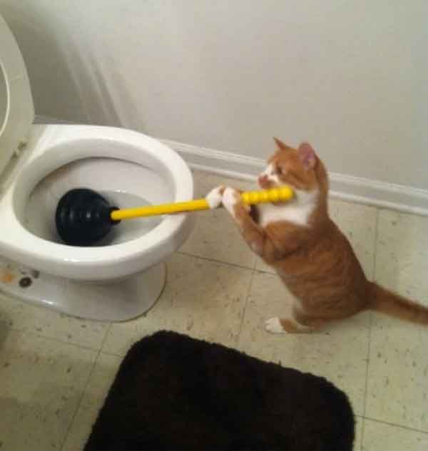 Ảnh mèo chăm chỉ chịu khó dọn vệ sinh