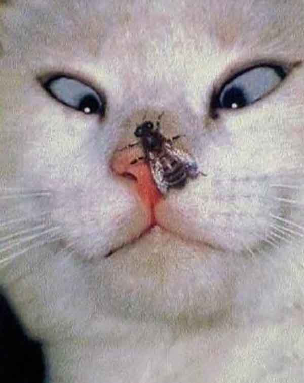 Ảnh mèo lác mắt nhìn con ruồi