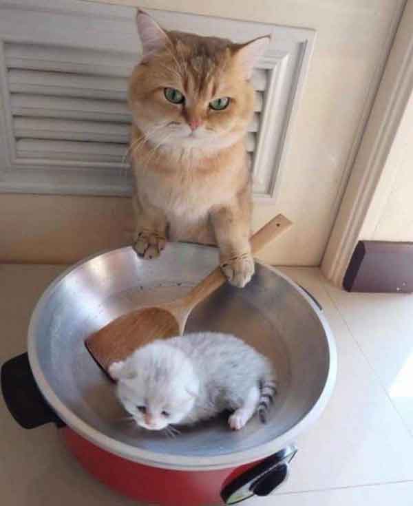 Ảnh mèo làm đầu bếp siêu hài hước