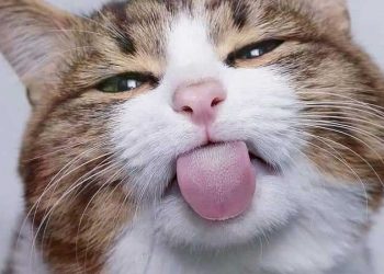 Lếu lều là gì?