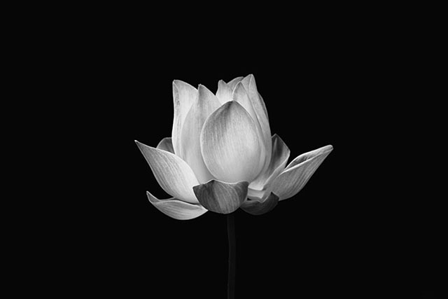 Hình nền đen kịt buồn hoa sen