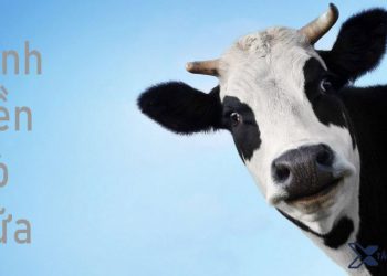 Hình nền bò sữa