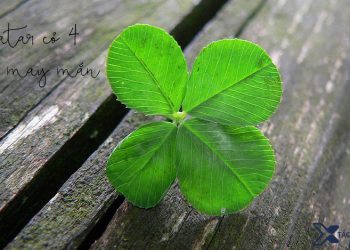 avatar cỏ 4 lá may mắn