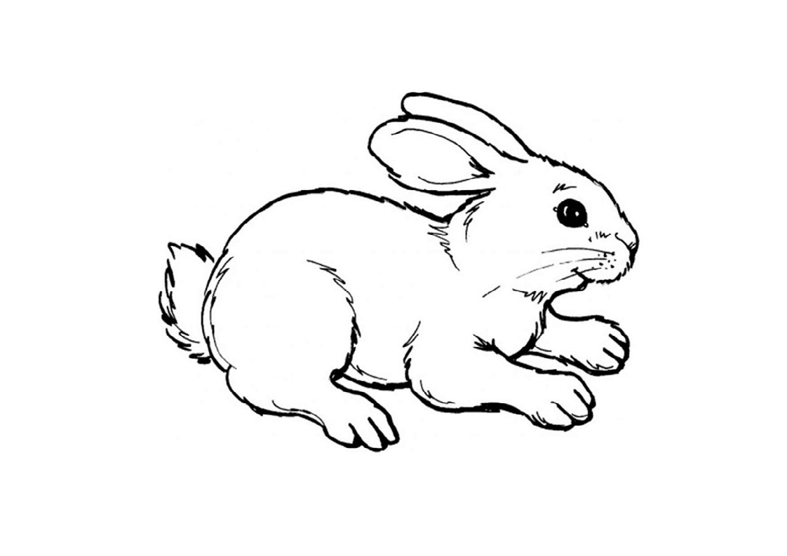 Tranh tô màu con vật sống trong rừng - con thỏ