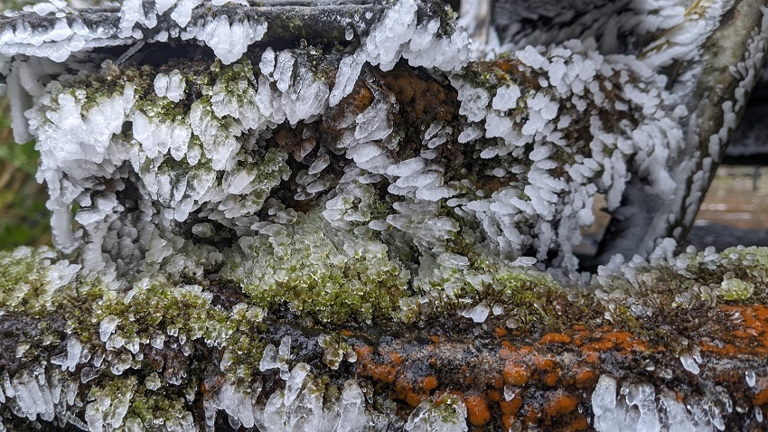 Không chỉ cây cối mà đến lớp rêu cũng bị băng tuyết bao phủ trông như những cành san hô
