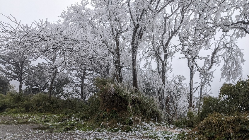 Những hàng cây bị băng tuyết phủ kín từ ngọn đến gốc