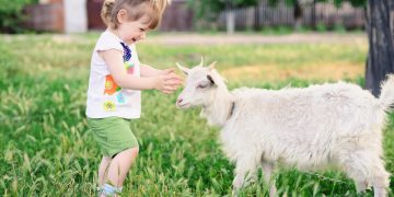 thương hiệu sữa dê